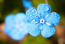 blue flower, dew, dewdrops-2197679.jpg