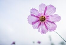 cosmos flower, flower wallpaper, purple-1712177.jpg