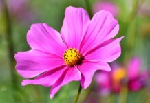 cosmos, flower wallpaper, flower-3711568.jpg