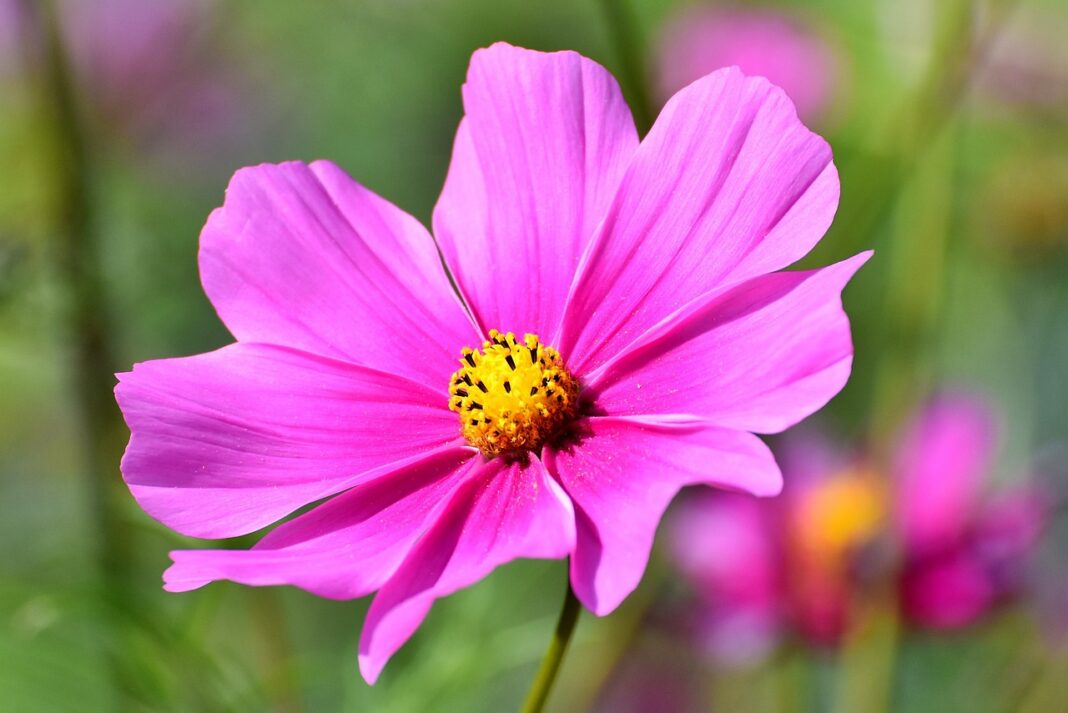 cosmos, flower wallpaper, flower-3711568.jpg