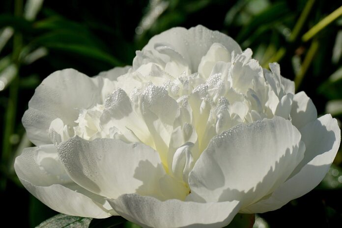 flower-peony-plants-8577961 flower, peony, plants-8577961.jpg