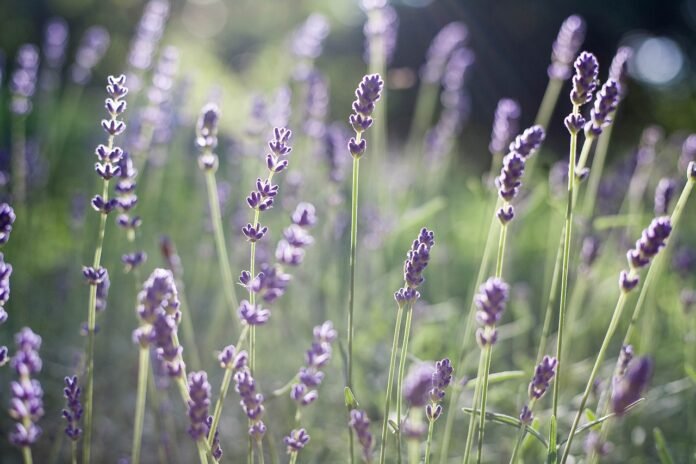 flower-plant-violet-7385943 flower, plant, violet-7385943.jpg