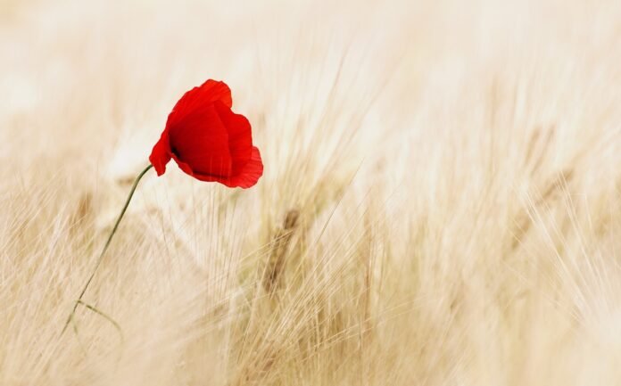 flower-poppy-field-100263-1 flower, poppy, field-100263.jpg