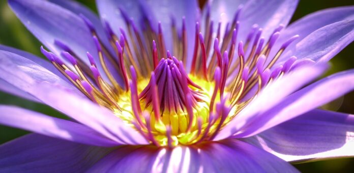 flower, purple flower, blossom-2919284.jpg