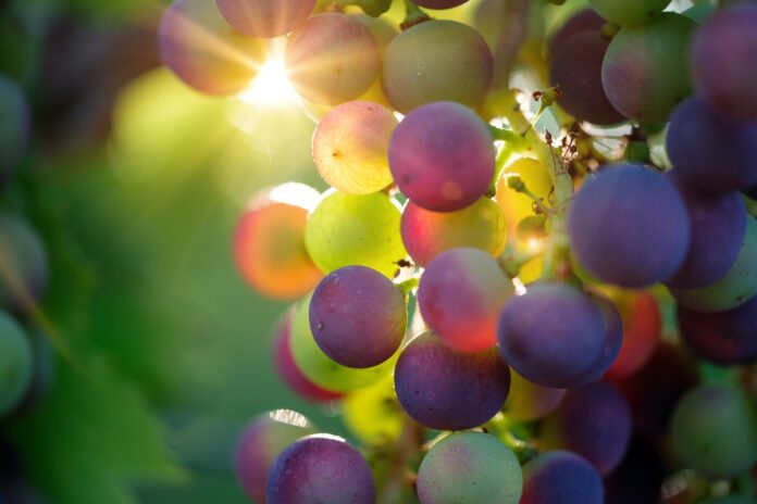 grapes-fruits-food-3550733 grapes, fruits, food-3550733.jpg