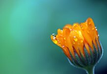 marigold, flower, flower background-1568646.jpg