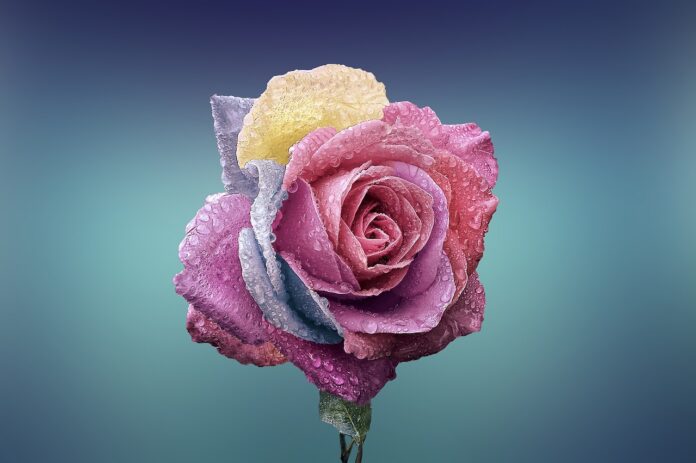 rose, flower, beautiful flowers-729509.jpg