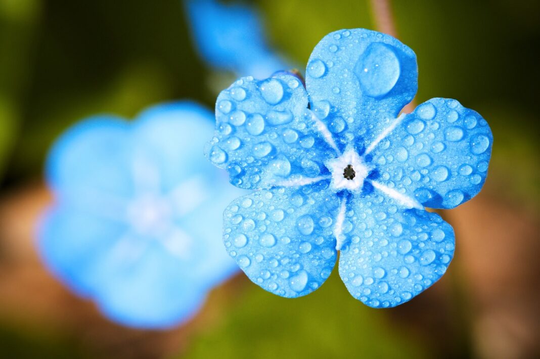 blue flower, flower background, dew-2197679.jpg