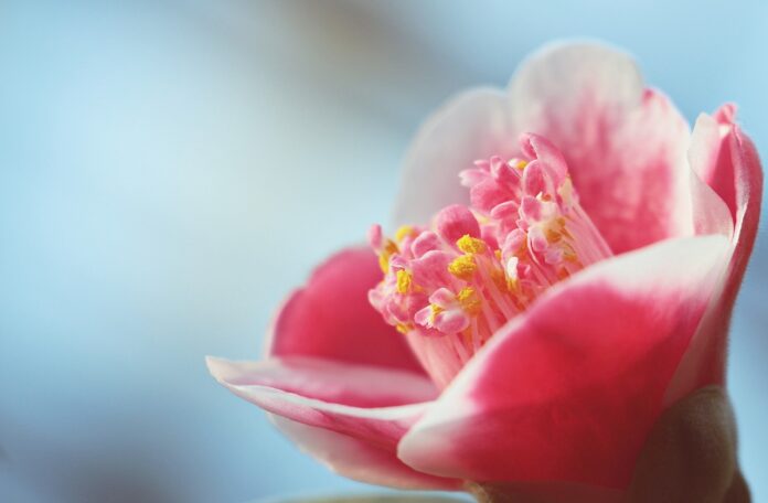 camellia, flower, pink flower-1883272.jpg