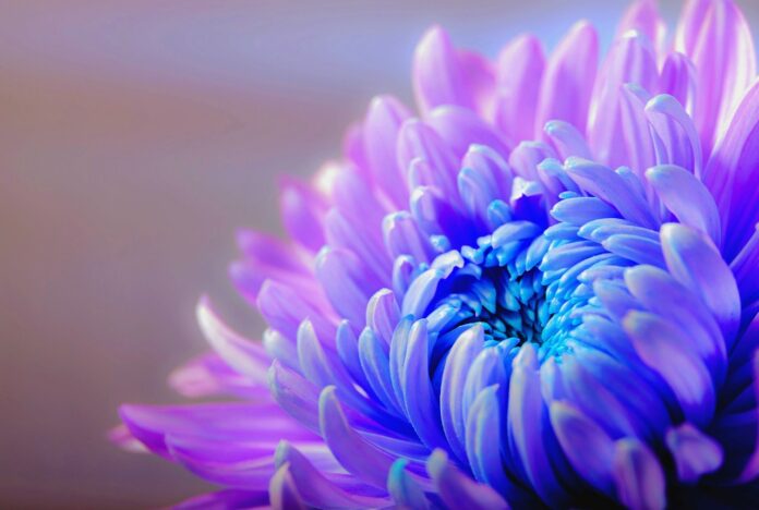 chrysanthemum, flower, flower background-1332994.jpg