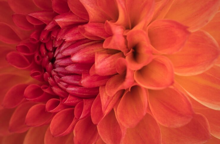 dahlia, flower, plant-8345799.jpg