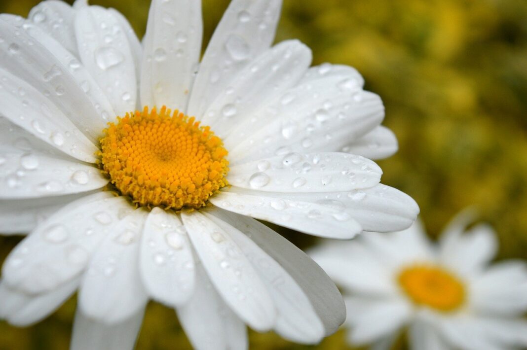 daisy, marguerite, flower-8857777.jpg