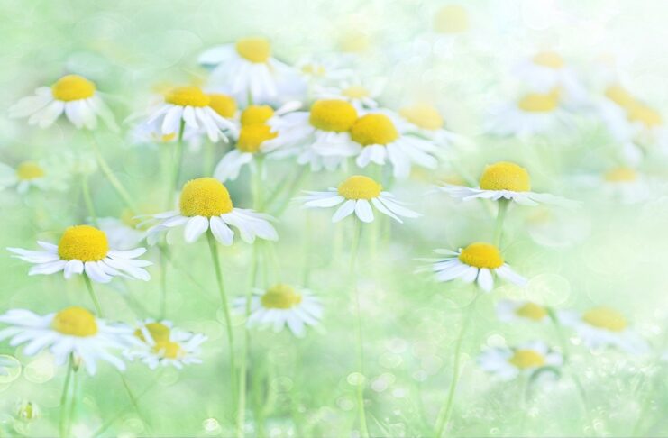 fantasy, illusion, flower background-3054797.jpg