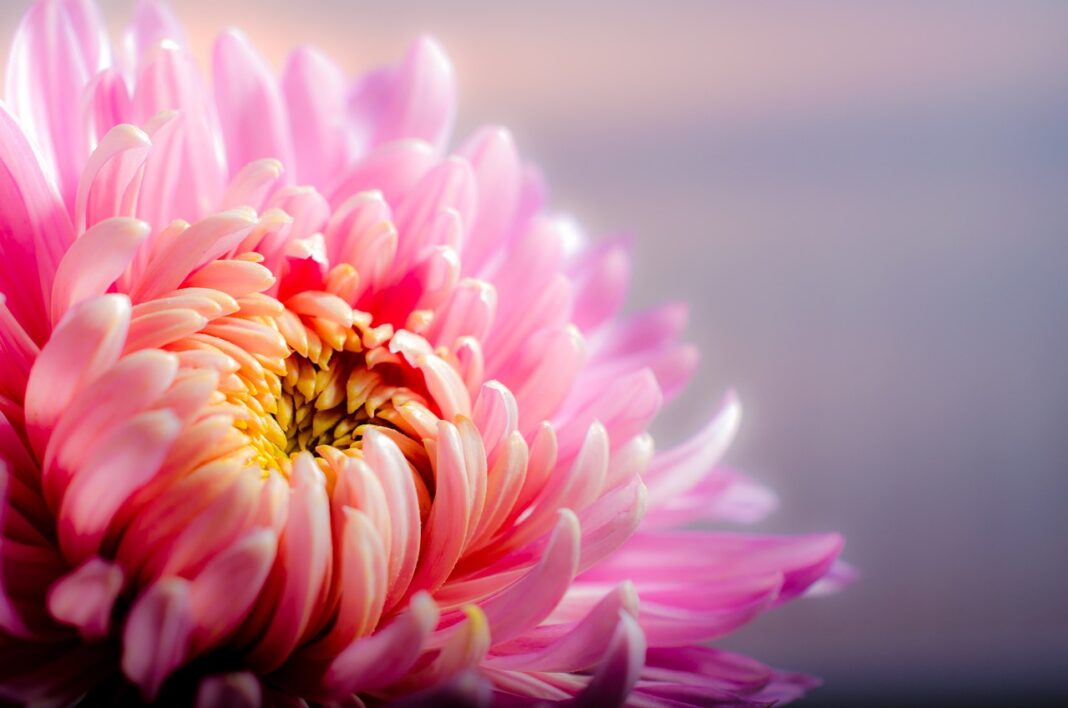 flower, flower wallpaper, chrysanthemum-202483.jpg