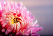 flower, flower wallpaper, chrysanthemum-202483.jpg