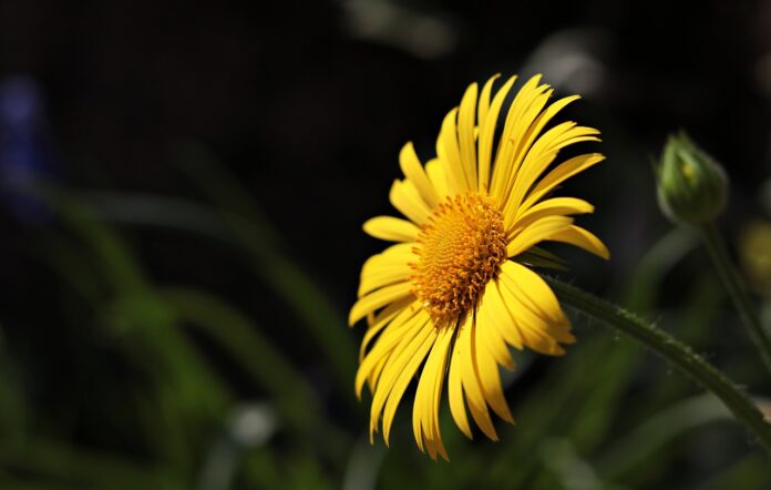 marguerite daisy, flower, plant-3342050.jpg