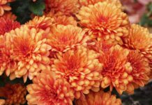 orange flowers, flowers, flower background-8087066.jpg