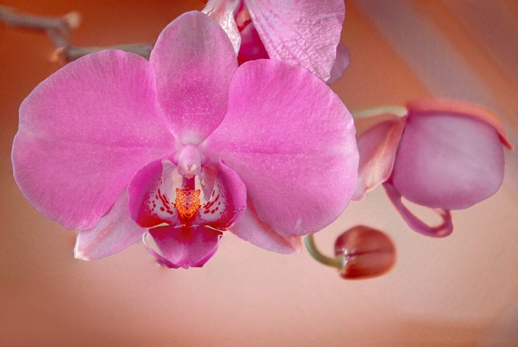 orchid, flower background, beautiful flowers-8470045.jpg