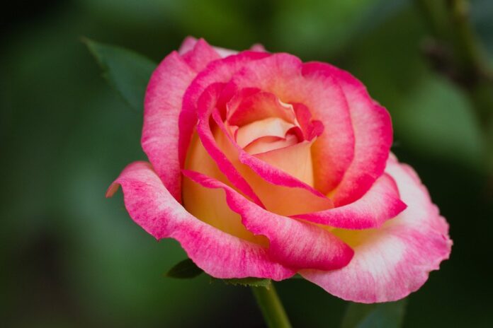 rose-rose-flower-flower-8039502 rose, rose flower, flower-8039502.jpg