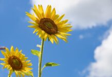 sunflower, flowers, yellow flowers-6515860.jpg