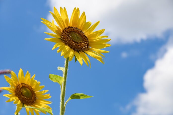 sunflower, flowers, yellow flowers-6515860.jpg