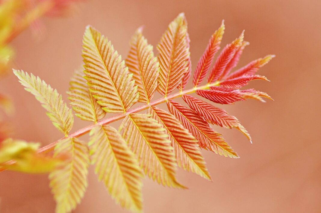 twig, leaf, foliage-4052169.jpg