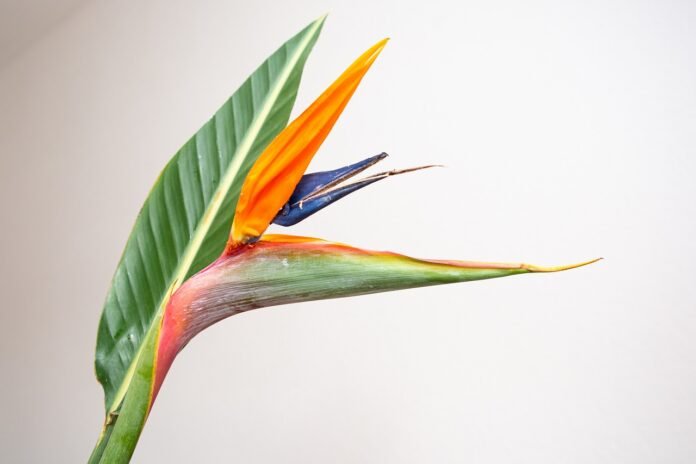 bird-of-paradise-flower-flower-wallpaper-flower-background-6632515 bird of paradise flower, flower wallpaper, flower background-6632515.jpg