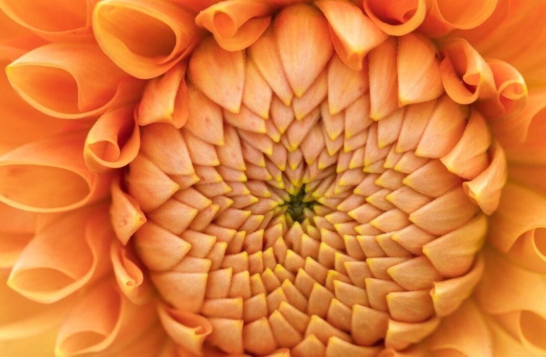 dahlia, flower, flower background-8204756.jpg