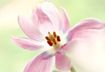 flower, flower wallpaper, pistils-8092680.jpg