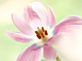 flower, pistils, pollen-8092680.jpg