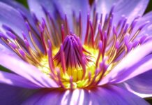 flower, purple flower, blossom-2919284.jpg