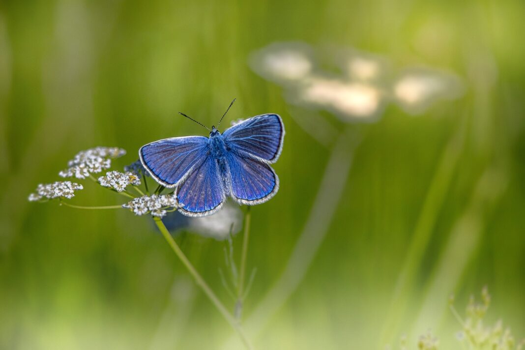 mazarine blue, butterfly, beautiful flowers-6405362.jpg