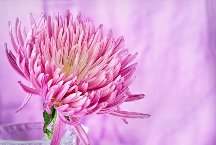 nature, flower, summer-3142530.jpg