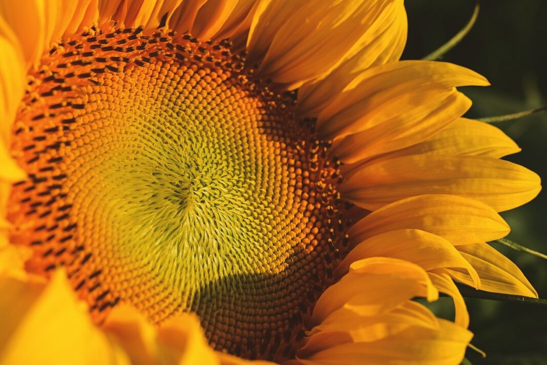 sunflower, yellow flower, flower-8128779.jpg