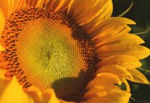 sunflower, yellow flower, flower background-8128779.jpg