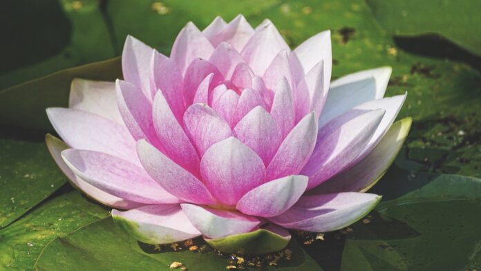 water lily, botany, pond-3504363.jpg