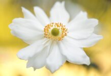 anemone, flower, white flower-6665274.jpg