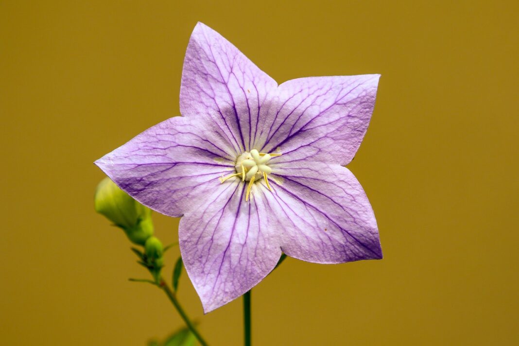 bellflower, flower, balloon flower-6532224.jpg