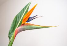 bird of paradise flower, strelitzia, flower background-6632515.jpg