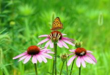 butterfly, yellow, nature-4304362.jpg