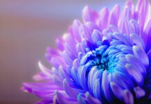 chrysanthemum, flower, flower background-1332994.jpg