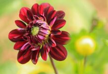 dahlia, flower, plant-8271071.jpg