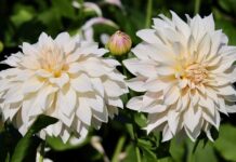 dahlias, dahlia flowers, flower background-8258327.jpg