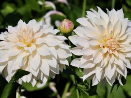 dahlias, dahlia flowers, flower background-8258327.jpg