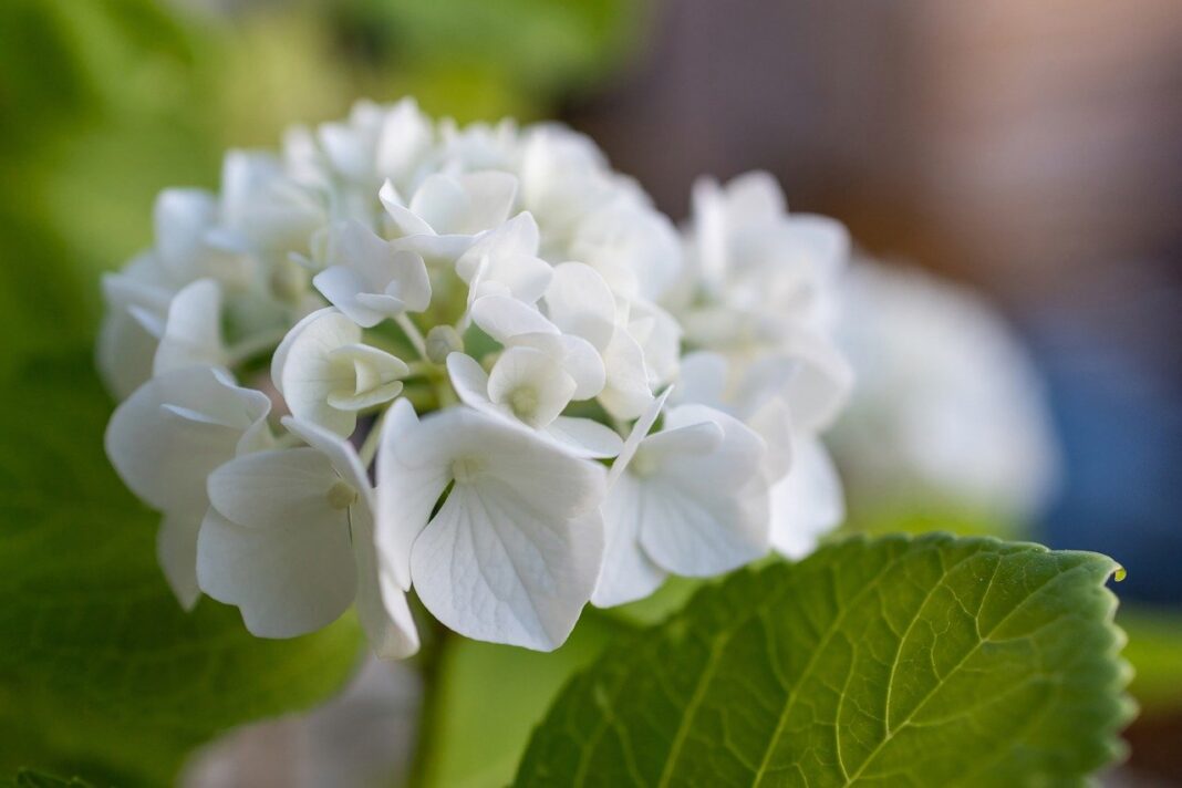 flower, flower background, hydrangea-8094368.jpg