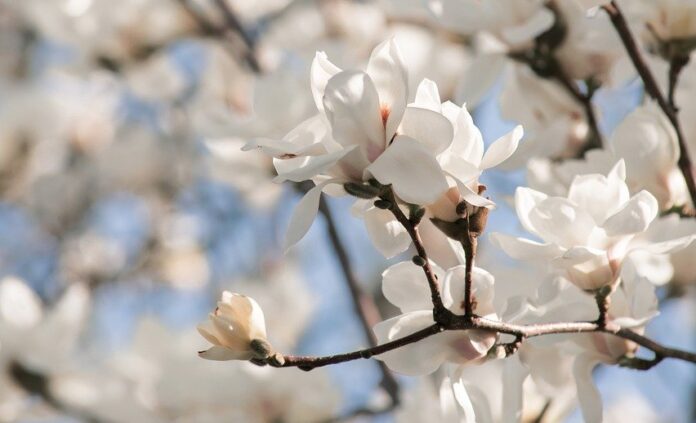 flower-flower-background-magnolia-7877708 flower, flower background, magnolia-7877708.jpg