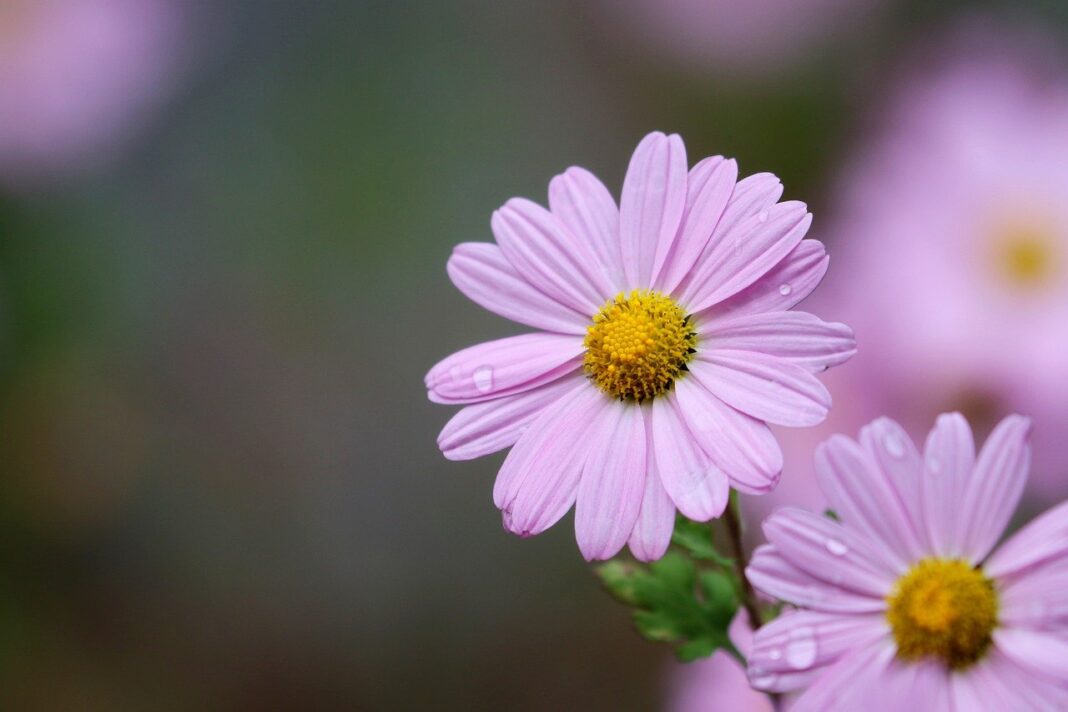 gujeolcho, siberian chrysanthemum, daisy-7747813.jpg