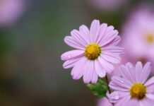 gujeolcho, siberian chrysanthemum, daisy-7747813.jpg