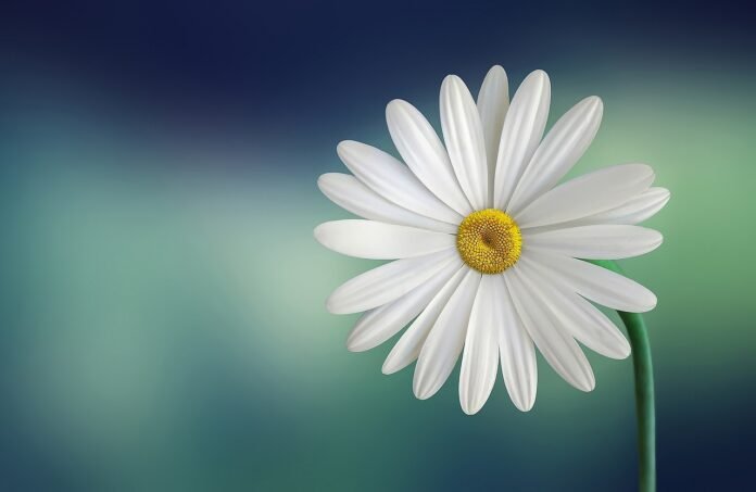 marguerite-daisy-flower-729510 marguerite, daisy, flower-729510.jpg