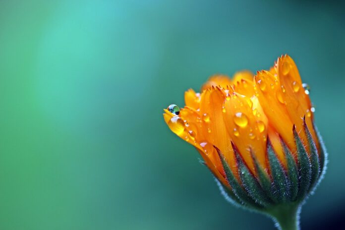 marigold-flower-dewdrops-1568646 marigold, flower, dewdrops-1568646.jpg
